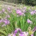 鸢尾花苗【有红色和粉色两种，可地栽盆栽水栽都行】