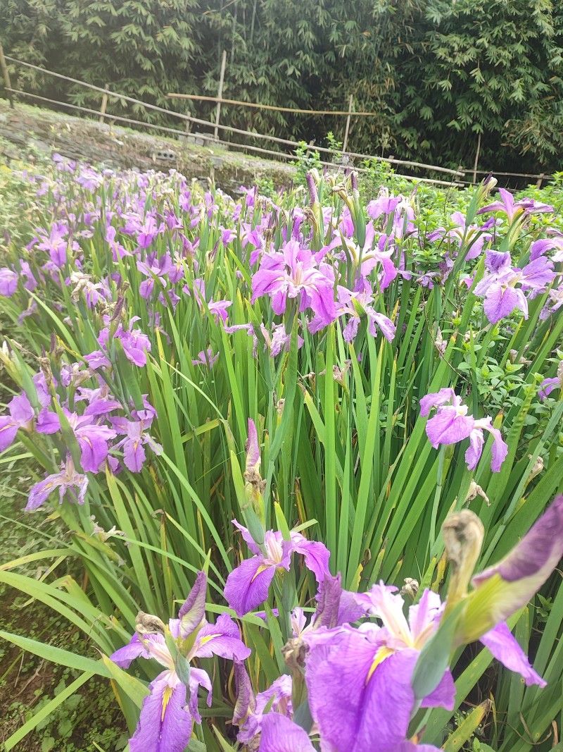 鸢尾花苗【有红色和粉色两种，可地栽盆栽水栽都行】