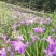 鸢尾花苗【有红色和粉色两种，可地栽盆栽水栽都行】