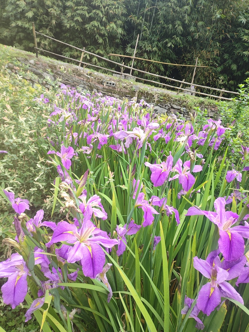 鸢尾花苗【有红色和粉色两种，可地栽盆栽水栽都行】