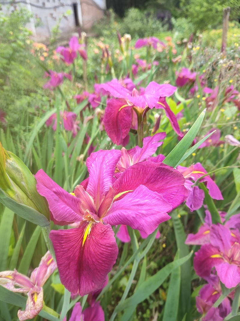 鸢尾花苗【有红色和粉色两种，可地栽盆栽水栽都行】