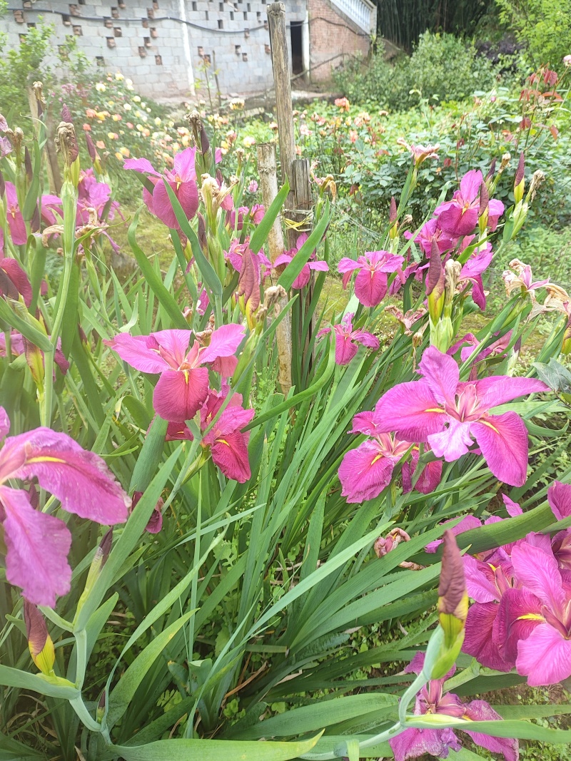鸢尾花苗【有红色和粉色两种，可地栽盆栽水栽都行】