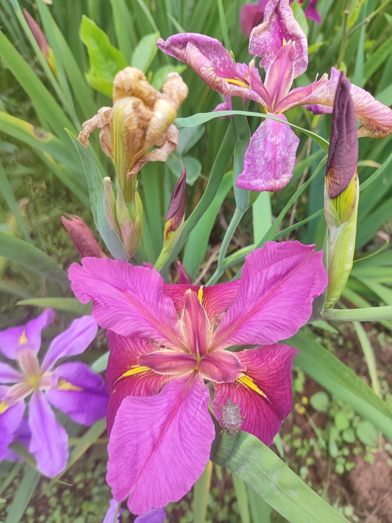 鸢尾花苗【有红色和粉色两种，可地栽盆栽水栽都行】