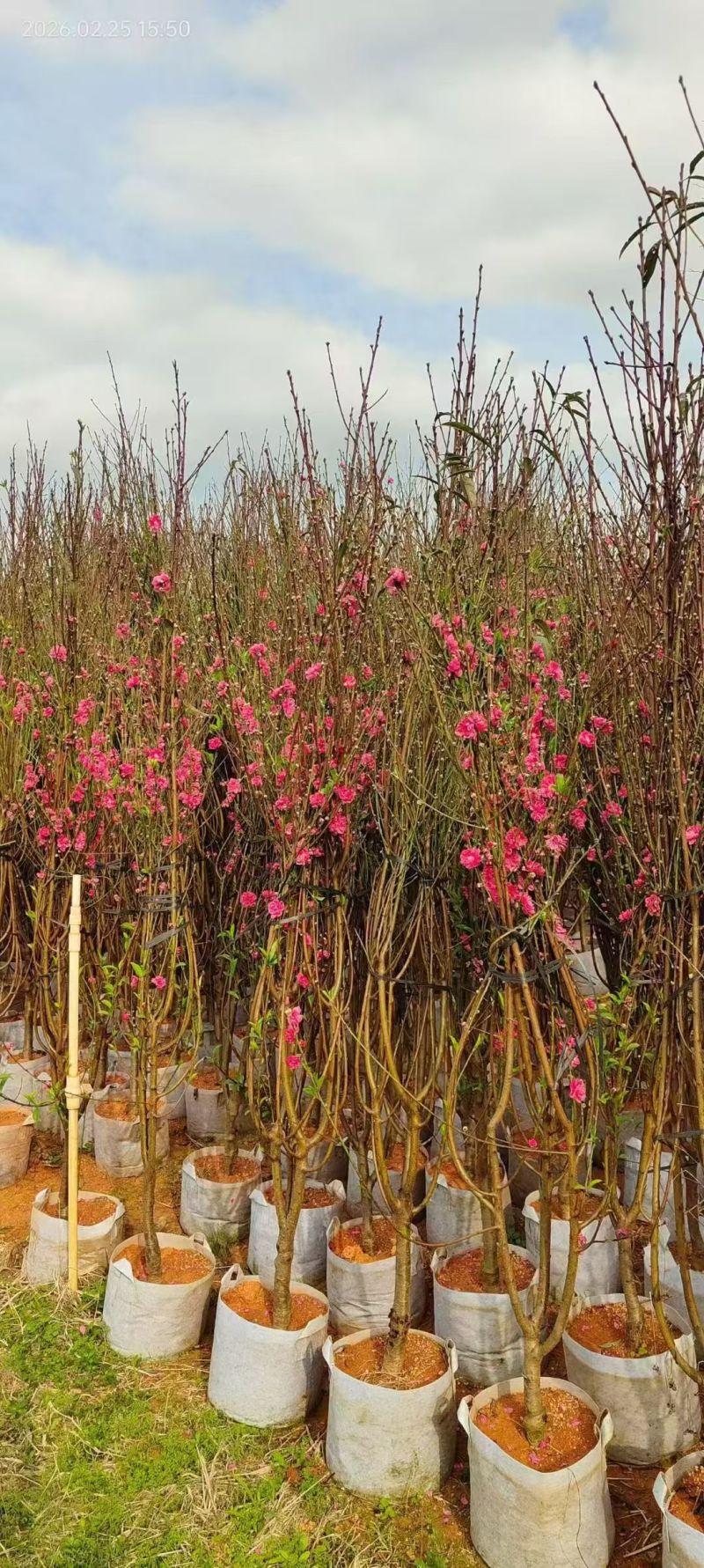 桃花，2-3-4-5公分。普宁苗木，