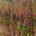 桃花，2-3-4-5公分。普宁苗木，