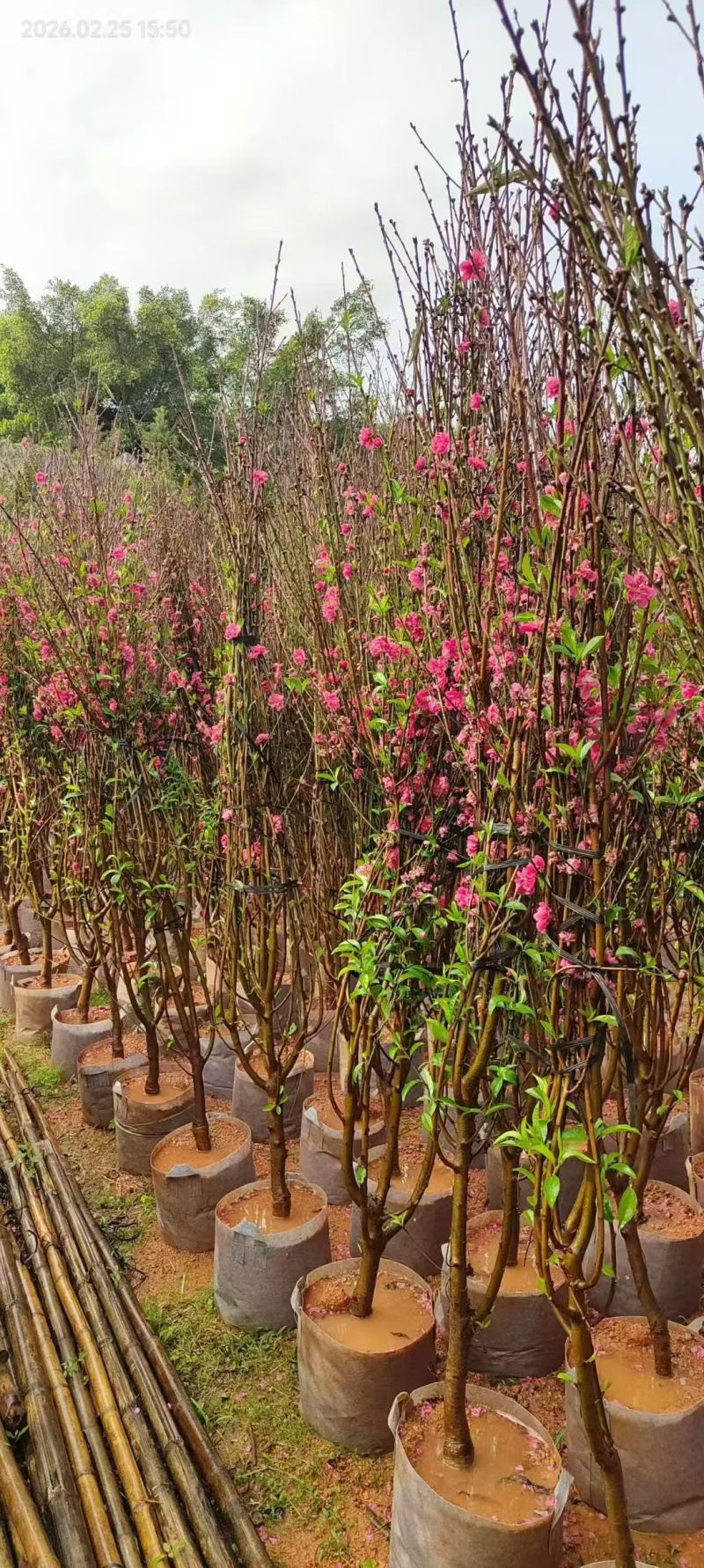 桃花，2-3-4-5公分。普宁苗木，