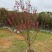 桃花，2-3-4-5公分。普宁苗木，
