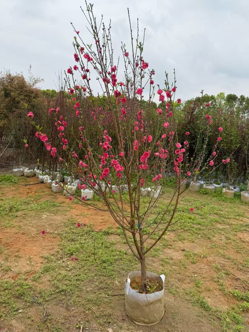 桃花，2-3-4-5公分。普宁苗木，