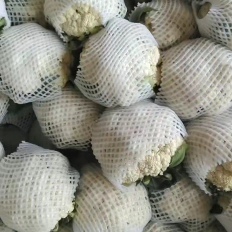 松花大量上市花面白棚子里面的菜
