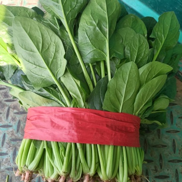 大叶菠菜需要的联系我