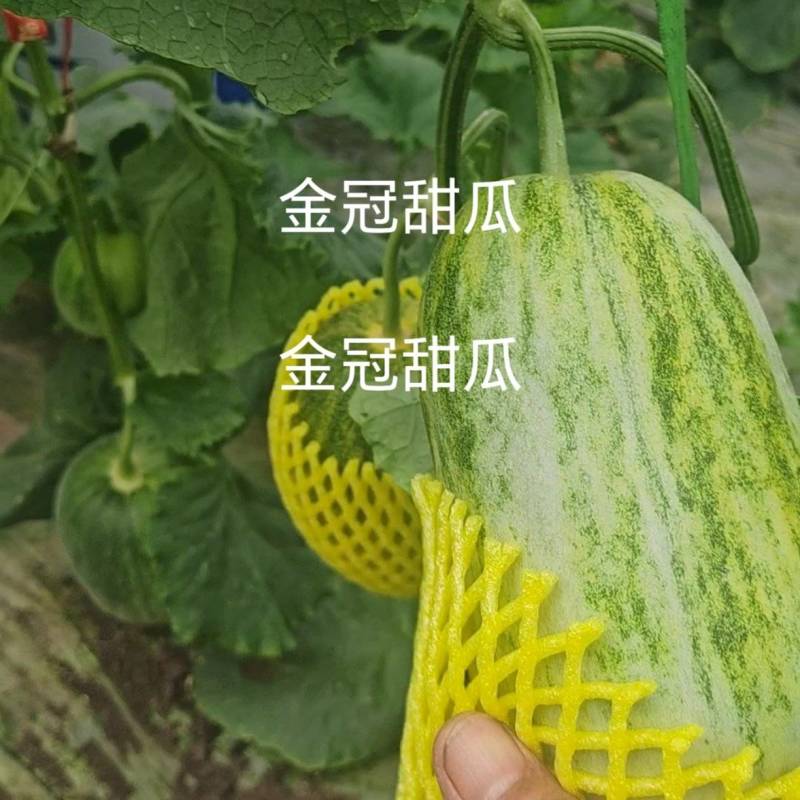 代办甜瓜星甜二十金冠绿美人花美人博洋九绿宝八里香等等