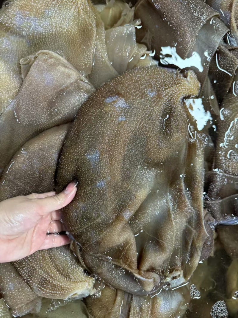 牛毛肚稀皮叶片一件起发