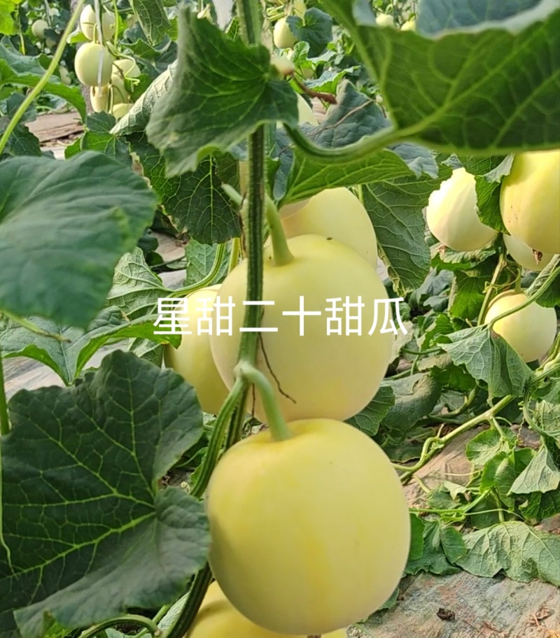 代办甜瓜星甜二十金冠绿美人花美人博洋九绿宝八里香等等