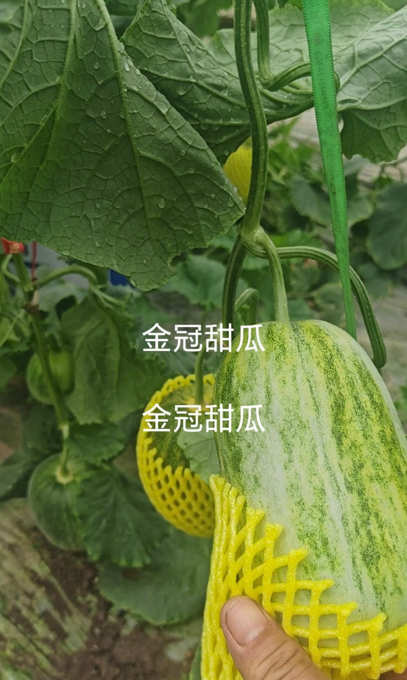代办甜瓜星甜二十金冠绿美人花美人博洋九绿宝八里香等等