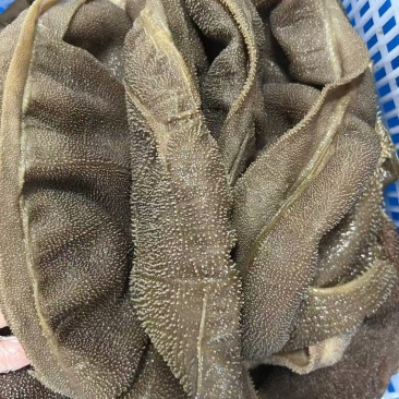 牛毛肚大叶片净重5斤每袋