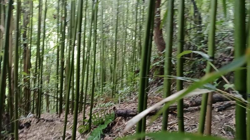 江西大量竹子上架产地现砍现发品质保证价格优惠欢迎来电