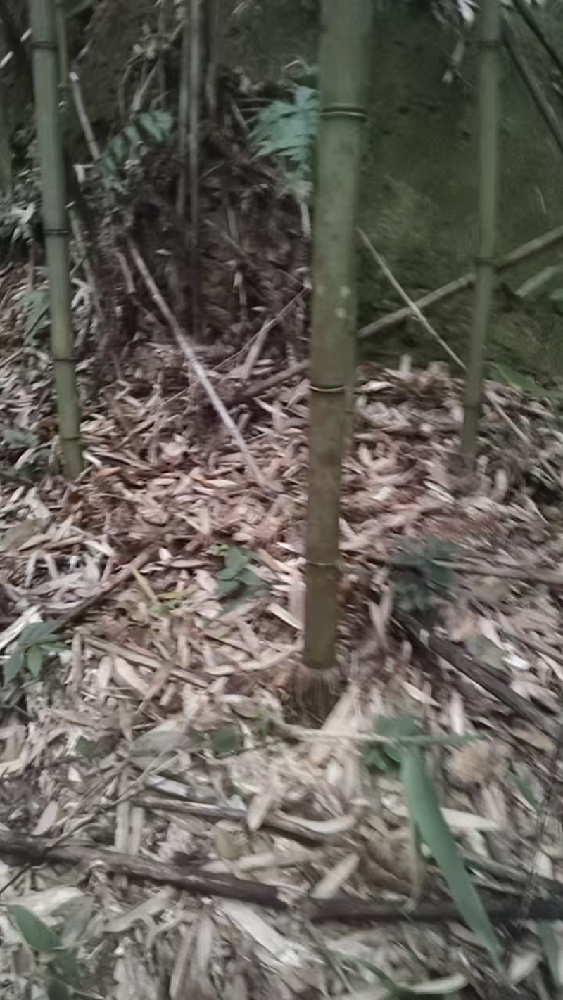江西大量竹子上架产地现砍现发品质保证价格优惠欢迎来电