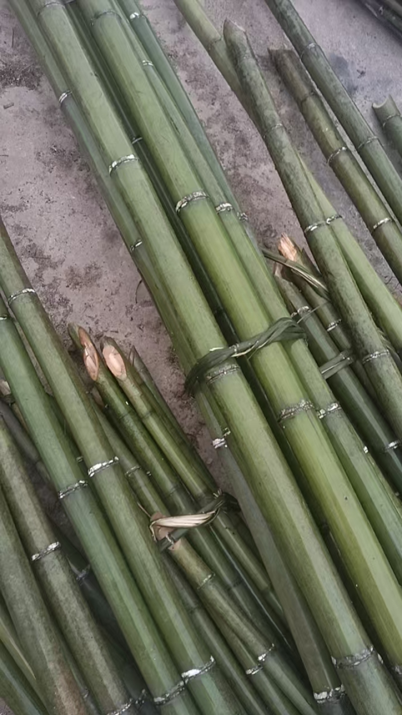 大量竹竿上市大棚篱笆等都可使用品质保证欢迎来电洽谈