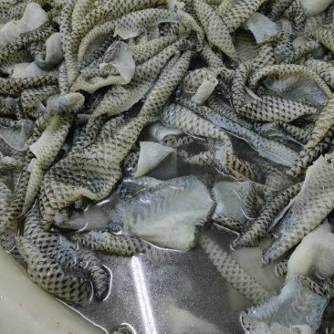 鱼皮类产品，含各种规格泡椒鱼皮、香辣鱼皮、鱼皮卷等