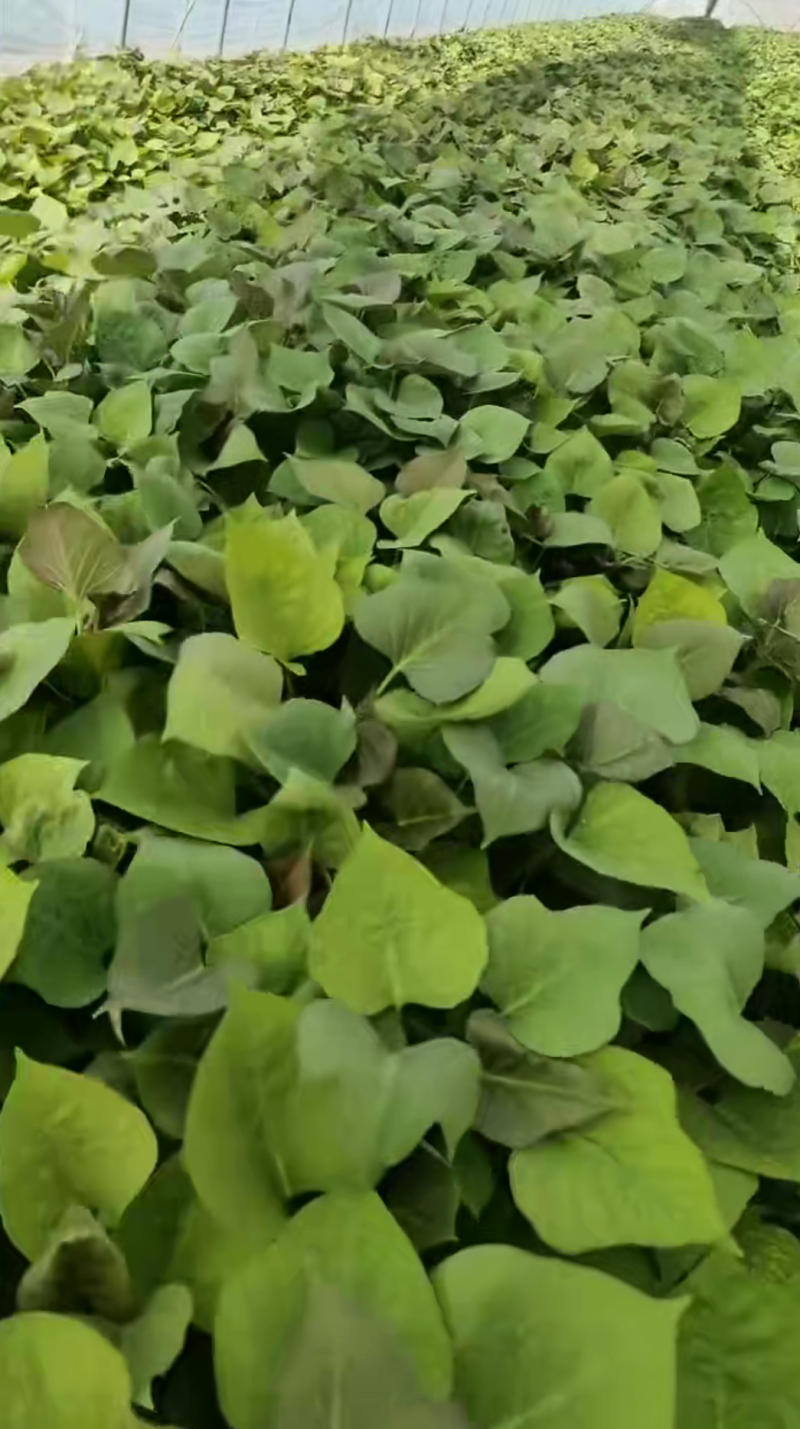 山东红薯苗【烟薯苗】成活率高品种纯正假一赔十提供技术