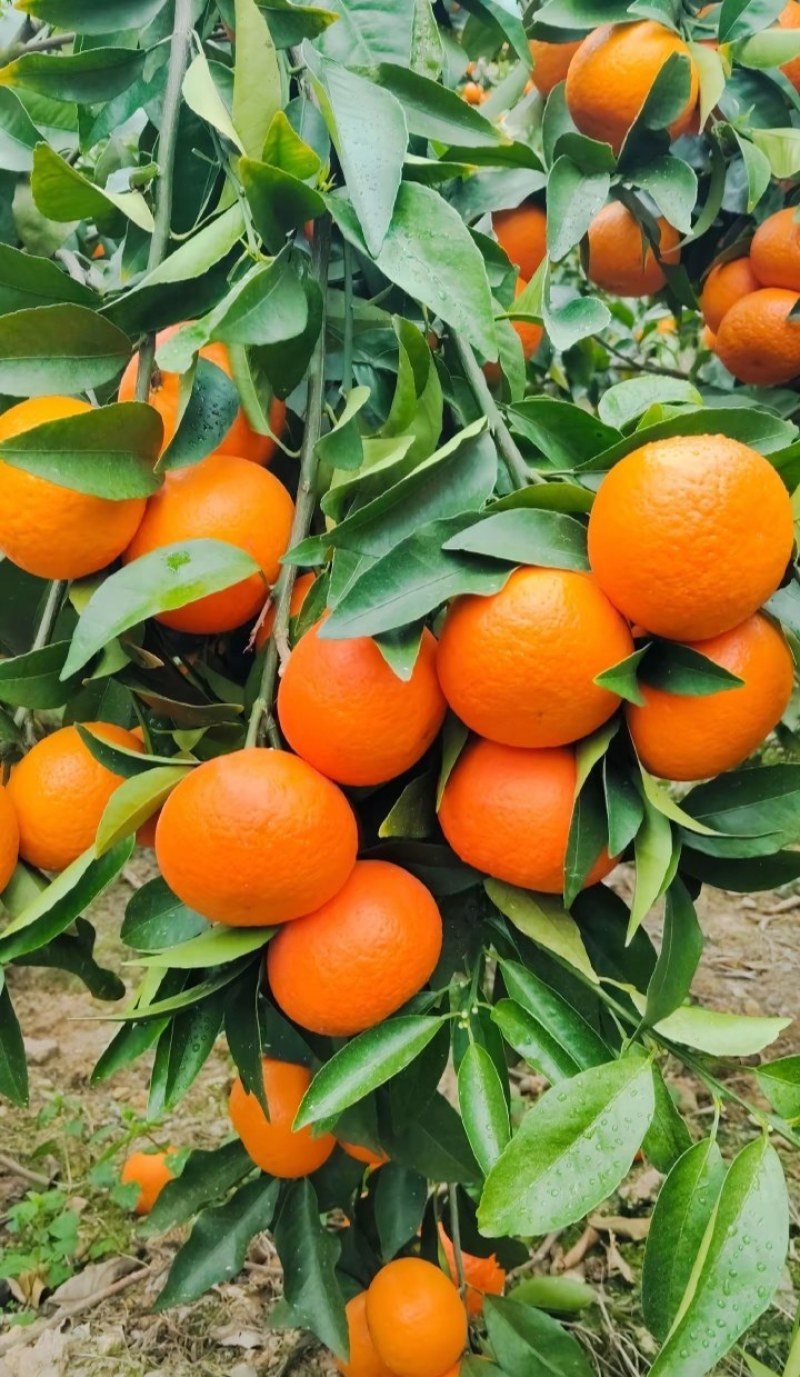 沃柑