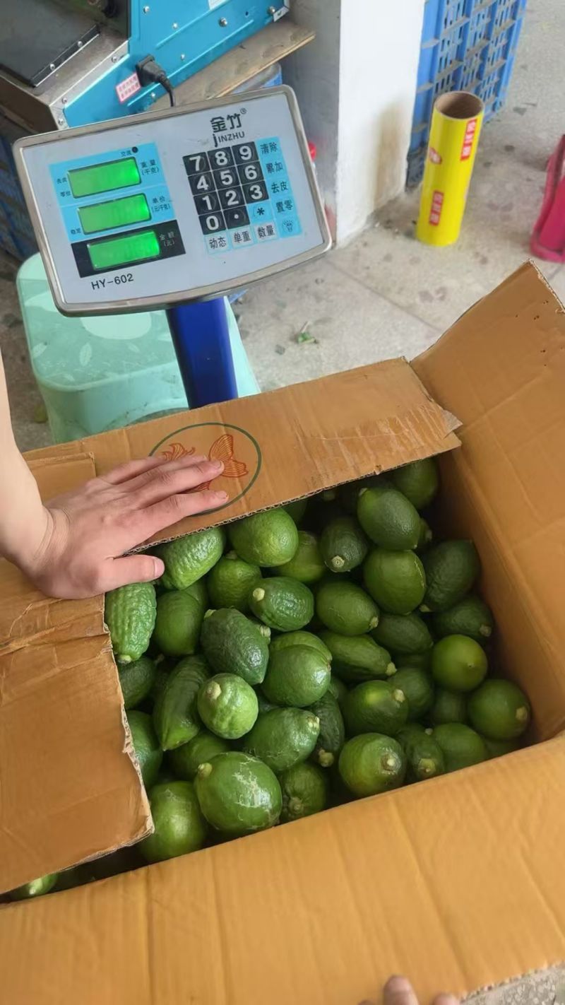 广东无籽香水柠檬，一级二级，大量供应，欢迎合作