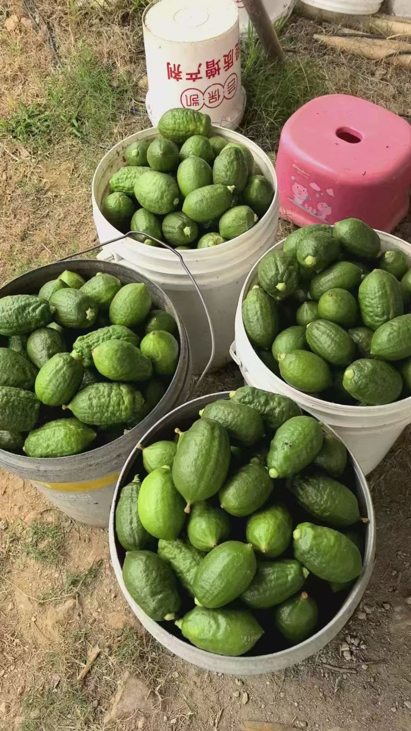 广东无籽香水柠檬，一级二级，大量供应，欢迎合作