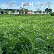 广东梅州兴宁新鲜艾叶种植大户全年长期稳定供应