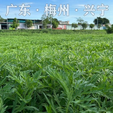 广东梅州兴宁新鲜艾叶种植大户全年长期稳定供应