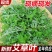 广东梅州兴宁新鲜艾叶种植大户全年长期稳定供应