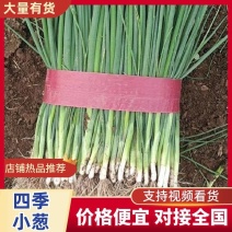 精品黑叶小钢葱四季小葱大量上市产地直发视频看货诚信经营