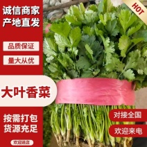 精品大叶香菜诚信合作量大从优质量保障产地直发欢迎来电