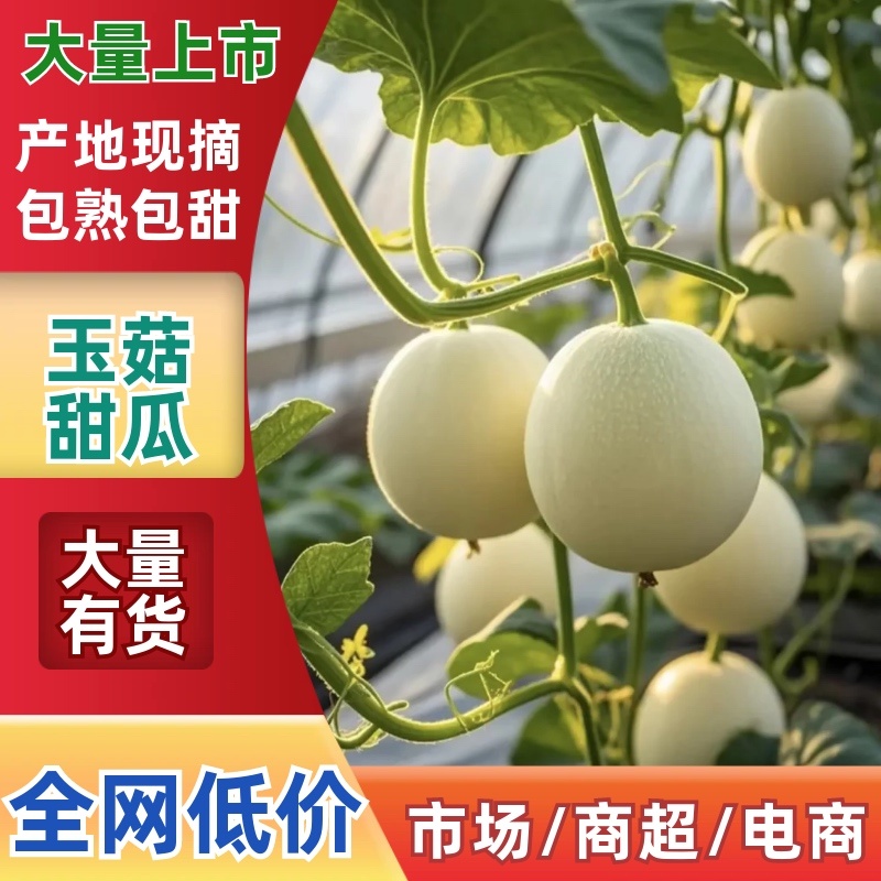 山东莘县玉菇甜瓜，电商一件代发对接社区团购全网接单售后低