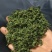 纯手工精品酸枣芽茶叶/伏牛山野生酸枣叶茶/纯手工炒制