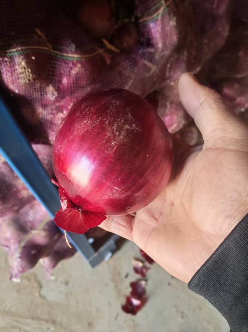 紫皮洋葱，保质保量，量大价优，产地直发，欢迎咨询