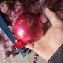 紫皮洋葱，保质保量，量大价优，产地直发，欢迎咨询