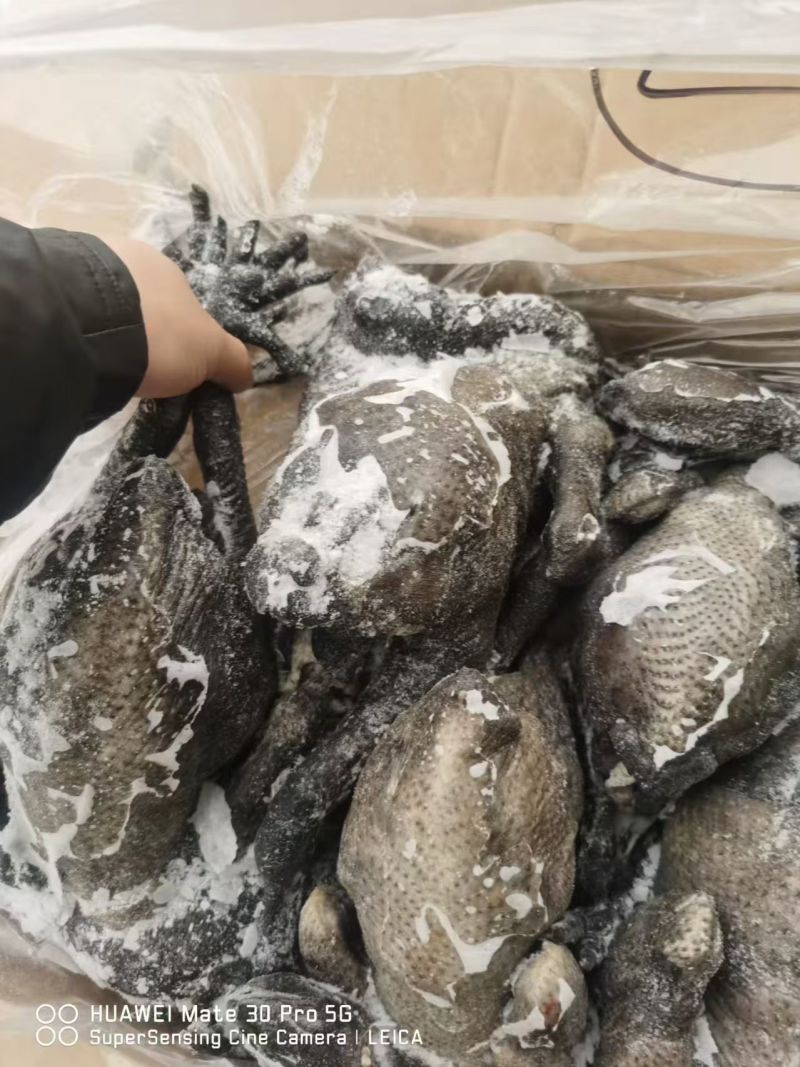乌鸡