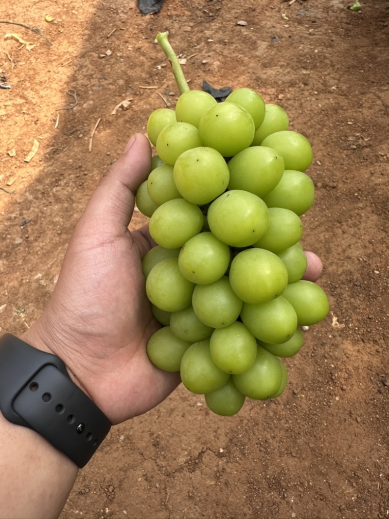 云南蒙自阳光玫瑰