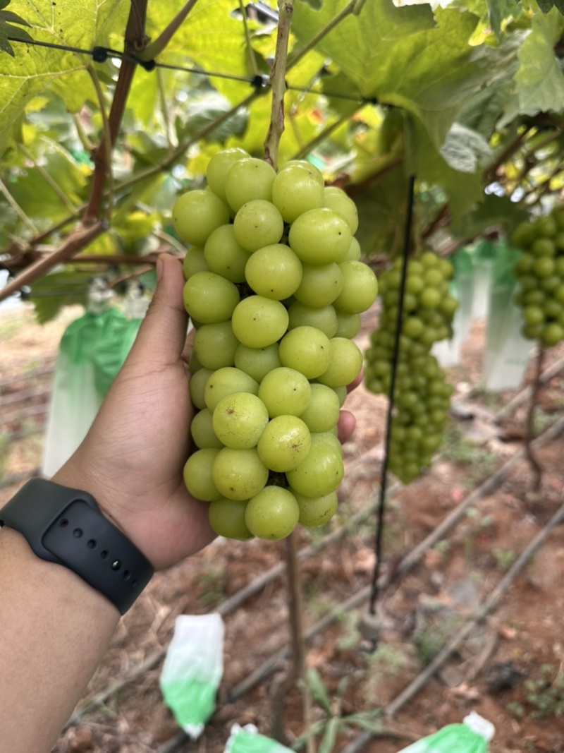 云南蒙自阳光玫瑰