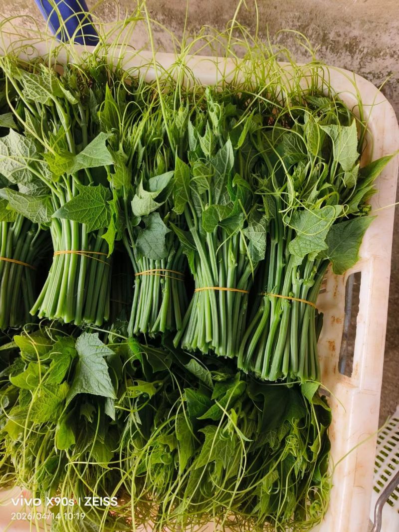 龙须菜瓜尖