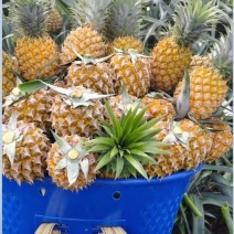 香水小菠萝