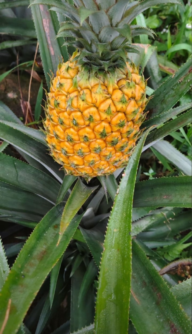 香水小菠萝