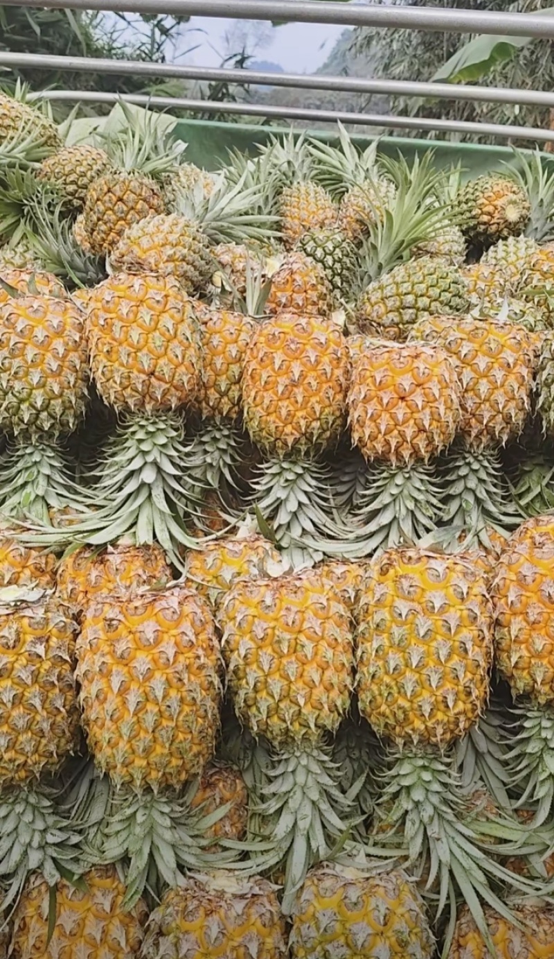 香水小菠萝