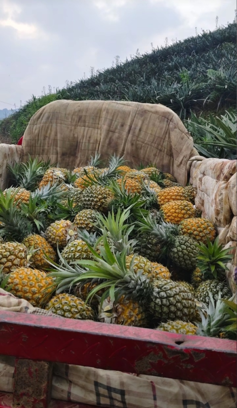 香水小菠萝