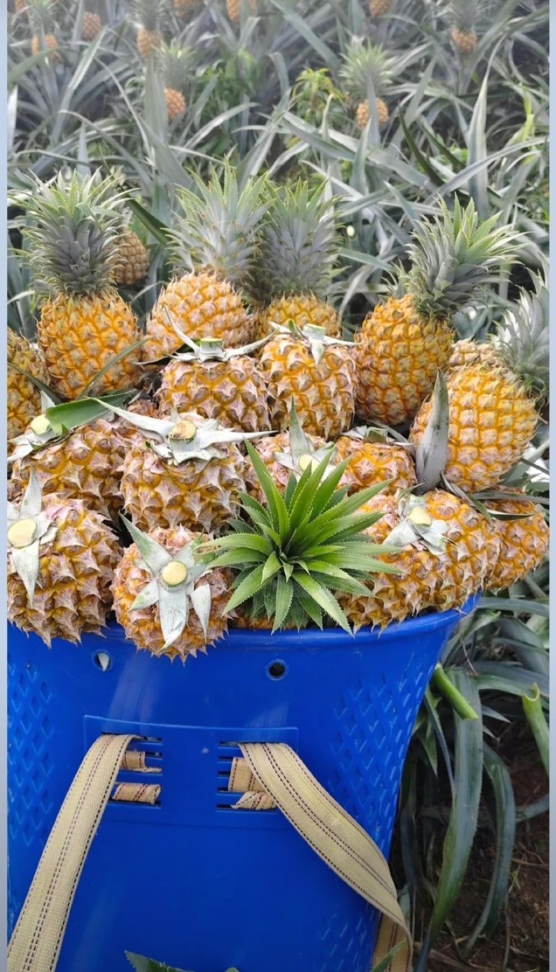 香水小菠萝