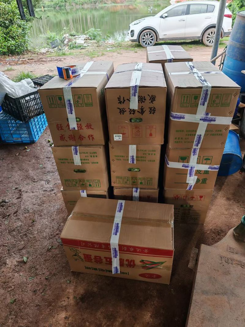 广东南雄青脆李子三月李电商果市场果有选果机有纸箱包装