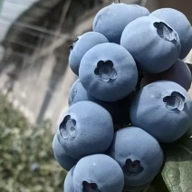 蓝莓