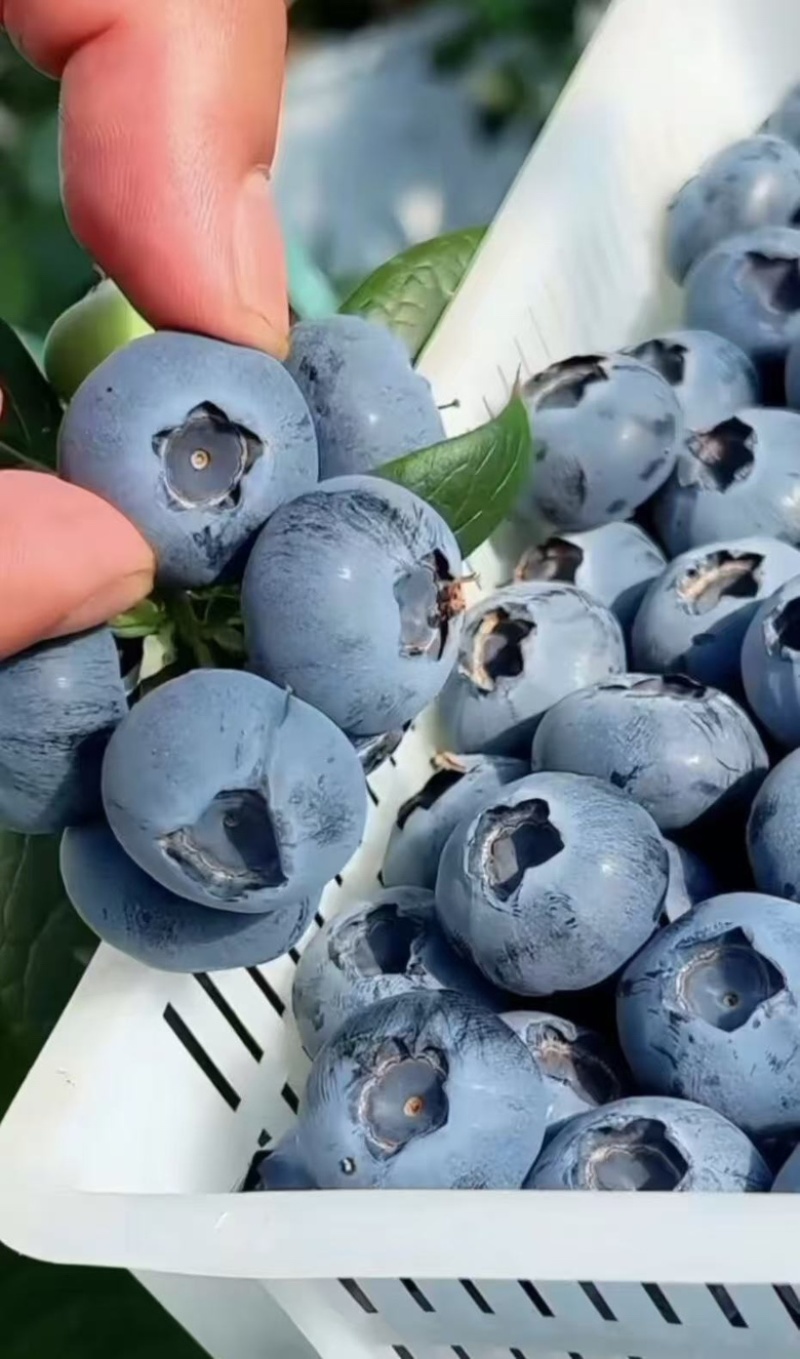 蓝莓