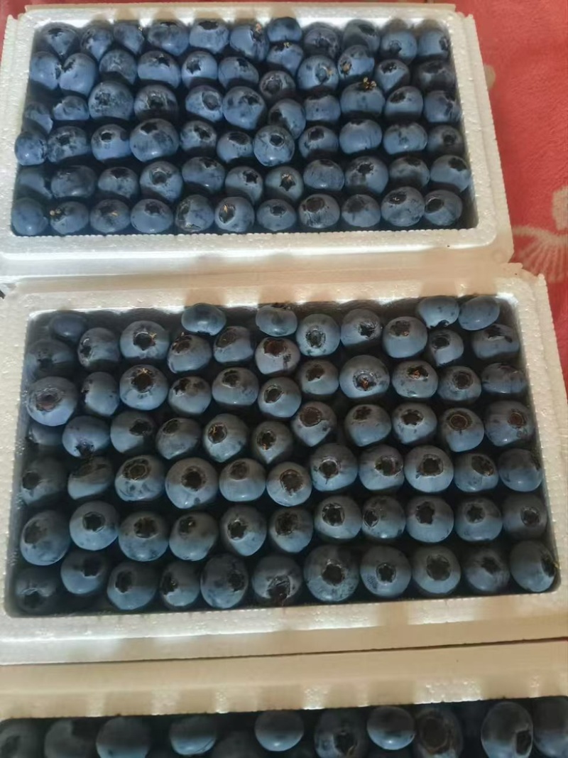 蓝莓
