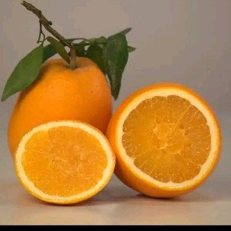 重庆渝北梨橙
